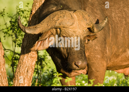 Buffle (Syncerus caffer) droits fondamenteux alimentation herbes vertes et de fleurs blanches à Samburu Banque D'Images