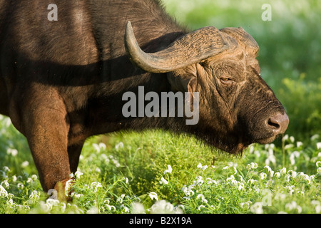 Buffle (Syncerus caffer) entre l'alimentation et de l'herbe verte fleurs blanches à Samburu. Banque D'Images