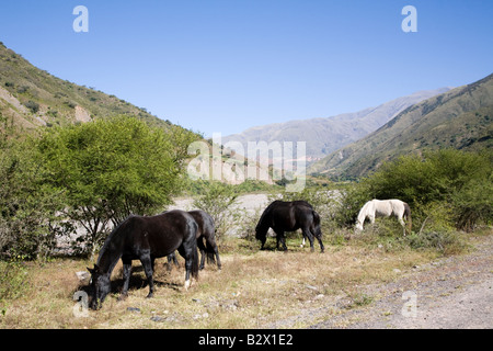 Les chevaux, la Cuesta del Obispo, Province de Salta, Argentine Banque D'Images