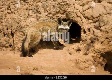 Bat-eared Fox (Otocyon megalotis) mère à l'ouverture de la fosse Banque D'Images