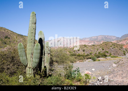 Cactus, la Cuesta del Obispo, Province de Salta, Argentine Banque D'Images