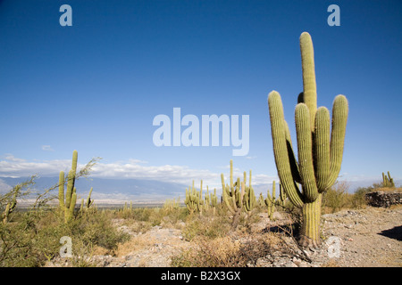 Cactus, Cactus, candélabres, Valles Calchaquies, la province de Salta, Argentine Banque D'Images