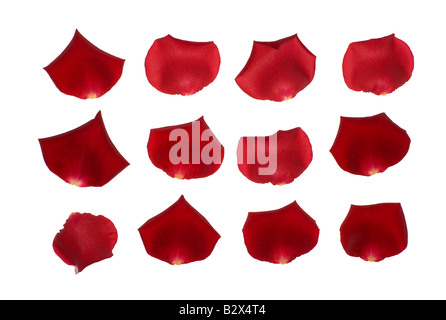 Pétales d'une rose rouge. Banque D'Images