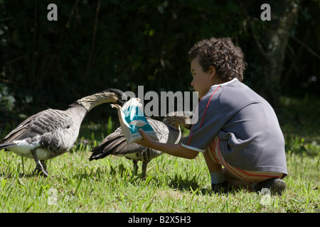 Petit garçon Nene d'alimentation des oies lors du WWT Llanelli Banque D'Images