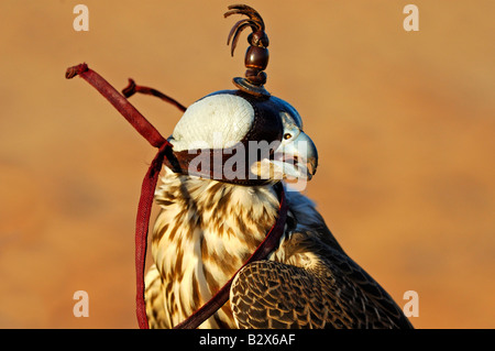 Faucon de chasse avec une capuche, Dubai, Émirats arabes unis, ÉMIRATS ARABES UNIS Banque D'Images