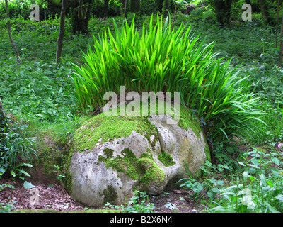 Lost Gardens of Heligan, Green Head, jardin, herbe pour cheveux, visage couvert de mousse, Sous les arbres, Mevagissey, Cornwall, style Gardenesque, style design Banque D'Images