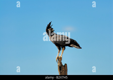 Harpie huppée longue, longue crête hawk, Lophaetus Spizaetus occipital occipital, le parc national de Meru, au Kenya, l'Afrique Banque D'Images