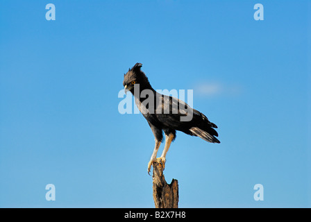 Harpie huppée longue, longue crête hawk, Lophaetus Spizaetus occipital occipital, le parc national de Meru, au Kenya, l'Afrique Banque D'Images