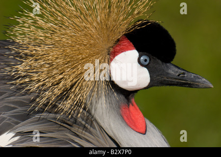 Grue royale d'oiseaux de l'état de l'Ouganda Afrique Banque D'Images