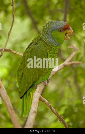 Lilac-couronné (Amazona finschi) - Mexique - Habite les forêts de feuillus tropicaux -également connu sous le nom de Finsch's Amazon Banque D'Images