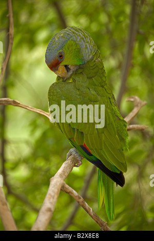 Lilac-couronné (Amazona finschi) - Mexique - Habite les forêts de feuillus tropicaux -également connu sous le nom de Finsch's Amazon Banque D'Images