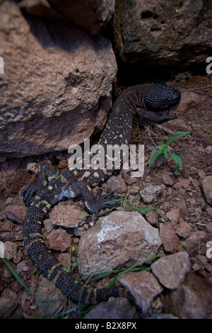 L'héloderme mexicain (Heloderma horridum exasperatum) Sonora au Mexique Banque D'Images