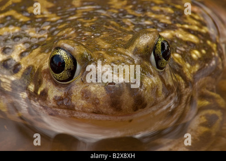 Crapaud de la table (Scaphiopus couchii) Fermer- jusqu'en Arizona Banque D'Images