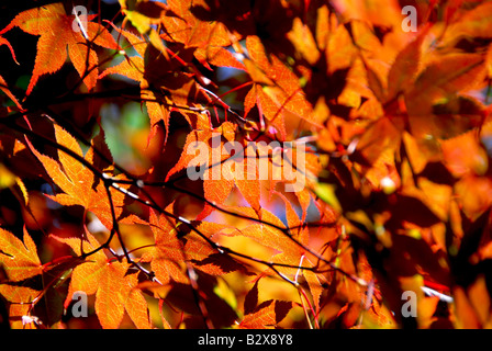 Rétroéclairé feuilles d'érable japonais à l'automne Banque D'Images
