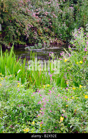 Le long de la rive de la rivière Leach à Eastleach, Gloucestershire Banque D'Images