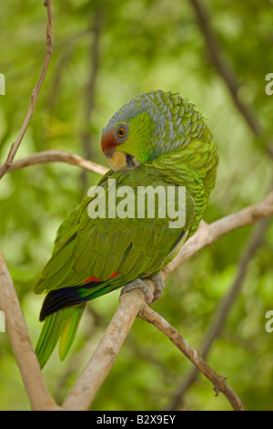 Lilac-couronné (Amazona finschi) - Mexique - Habite les forêts de feuillus tropicaux -également connu sous le nom de Finsch's Amazon Banque D'Images