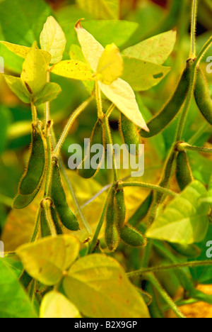 De plus en plus de graines de soja sur une plants de soja dans un champ Banque D'Images