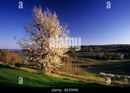 Cerisier en fleur champ sol Loess Banque D'Images