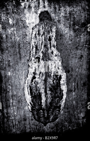 Une gousse photographié contre bois Textures ajouté dans photoshop par la suite Banque D'Images