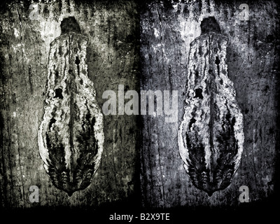 Une gousse photographié contre bois Textures ajouté dans photoshop par la suite Banque D'Images