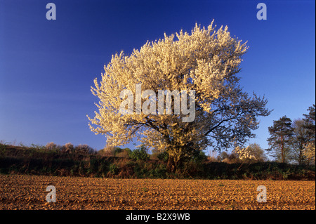 Cerisier en fleur champ sol Loess Banque D'Images