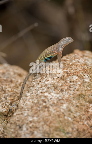 Une plus grande Earless Lizard (Cophosaurus texanus) - mâle en reproduction - Arizona USA Banque D'Images