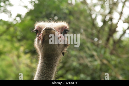 Portrait frontal de l'autruche (Struthio camelus'. Banque D'Images