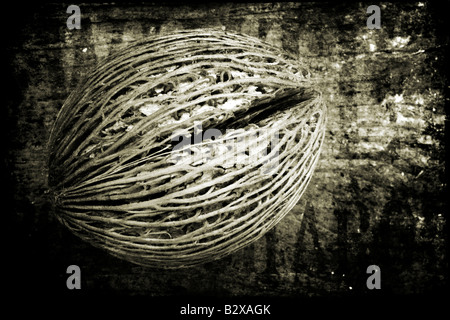 Une gousse photographié contre bois Textures ajouté dans photoshop par la suite Banque D'Images