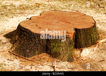 Souche d'un arbre fraîchement coupé entouré de sciure Banque D'Images