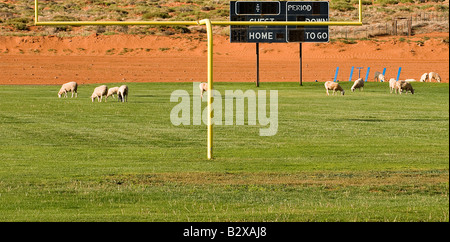 Les moutons et les lamas paissent dans l'herbe sur un terrain de football à Monument Valley High School de Monument Valley Utah Banque D'Images