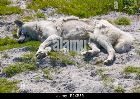 Chiens de traîneau inuits du Groenland Ilulissat dans Husky Banque D'Images