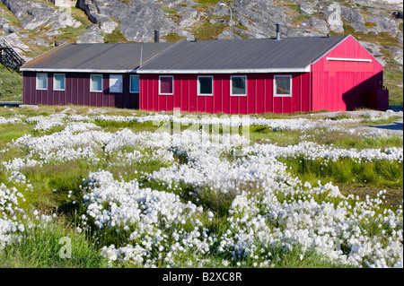 Maisons colorées à Illulisat sur le Groenland Banque D'Images