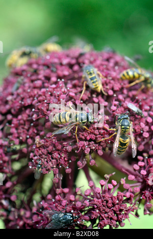 Les guêpes et les mouches sont attirées POUR ANGELICA GIGAS EN GRAND NOMBRE Banque D'Images