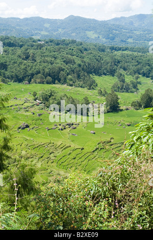 Rizières en terrasse dans le quartier de Batutumonga (Sulawesi). Rizières en terrasse aux environs de Batutumonga.Indonésie Banque D'Images