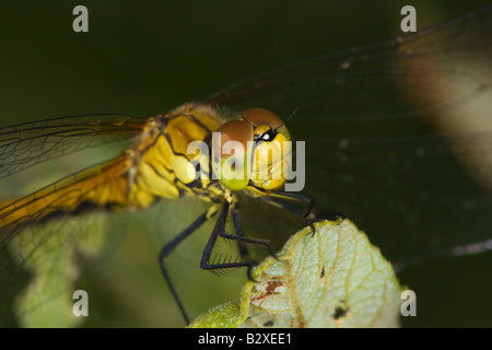 Sympetrum striolatum vert (commune) perché sur leaf Banque D'Images