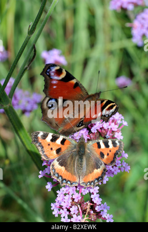 Petite ÉCAILLE AGLAIS URTICAE ATTIRÉS PAR CERTAINS DE L'éminence PEACOCK BUTTERFLY INACHIS IO Banque D'Images