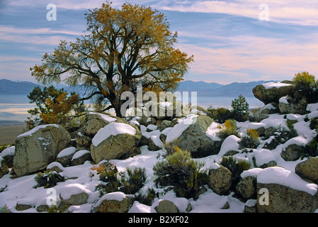 Scène hiver avec lonely tree dans les contreforts de la Sierra Nevada, près de l'Alabama HIlls en Californie Banque D'Images
