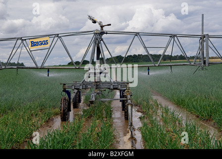 Système d'irrigation arrosage Briggs une récolte d'oignons, Butley, Suffolk, UK. Banque D'Images