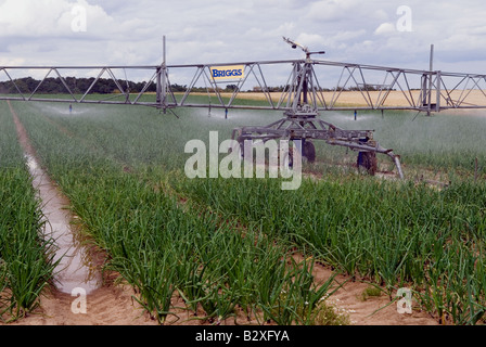 Système d'irrigation arrosage Briggs une récolte d'oignons, Butley, Suffolk, UK. Banque D'Images