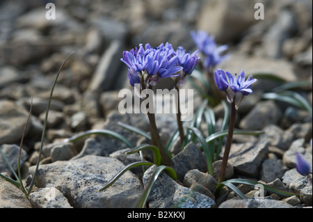 Spring Squill (Scilla verna) fleurs, poussant sur des sols pauvres d'éperon rocheux désireux de Hamar Unst Shetland Ecosse UK Europe Juin Banque D'Images