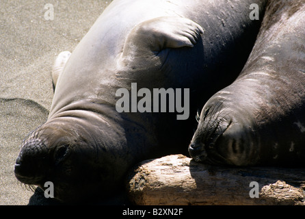 Otaries, big sur, Californie, USA Banque D'Images
