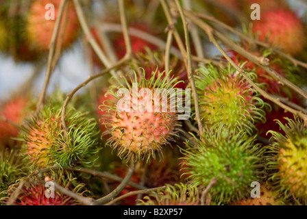 Rapprochée sur rambutan fruit Banque D'Images