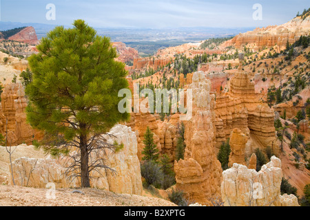 Bryce Canyon- Fairyland Point 6 Banque D'Images