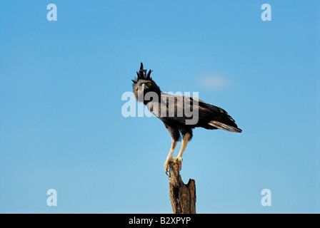 Harpie huppée longue, longue crête hawk, Lophaetus Spizaetus occipital occipital, le parc national de Meru, au Kenya, l'Afrique Banque D'Images