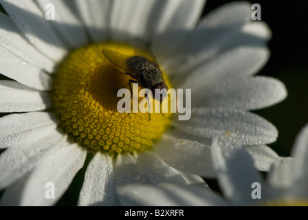 La mouche commune reposant sur les marguerites sauvages avec matin de rosée de pétales dans la lumière du soleil du matin. Banque D'Images