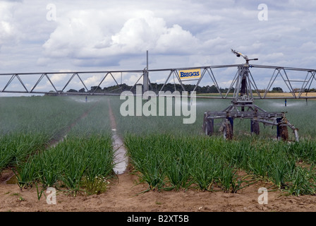 Système d'irrigation arrosage Briggs une récolte d'oignons, Butley, Suffolk, UK. Banque D'Images