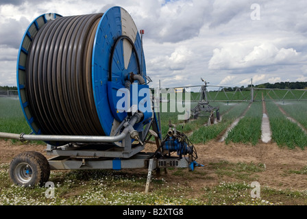 Système d'irrigation arrosage Briggs une récolte d'oignons, Butley, Suffolk, UK. Banque D'Images