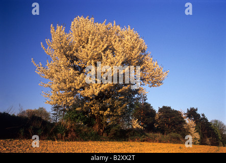 Cerisier en fleur champ sol Loess Banque D'Images