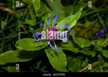 Centaurea montana également connu sous le nom de bleuet Banque D'Images