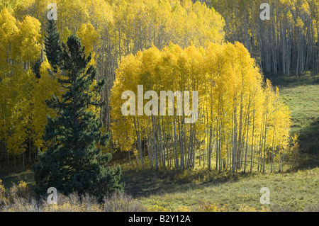 Aspens jaune vif près de Crested Butte, Colorado Banque D'Images